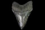Serrated, Fossil Megalodon Tooth - Georgia #92897-2